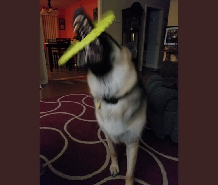 Luke, a German Shepherd Dog tested with EmbarkVet.com