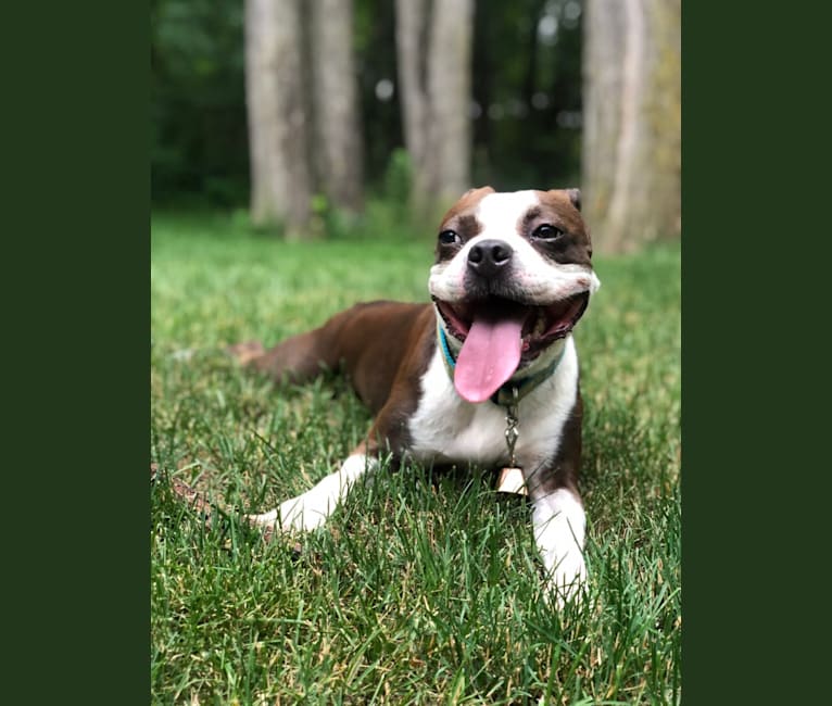 Oskar, a Boston Terrier tested with EmbarkVet.com