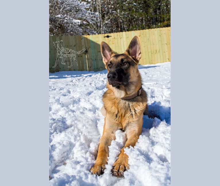 Archer, a German Shepherd Dog tested with EmbarkVet.com