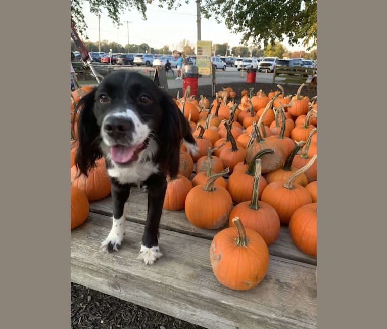 Steel, an Australian Shepherd and Cocker Spaniel mix tested with EmbarkVet.com