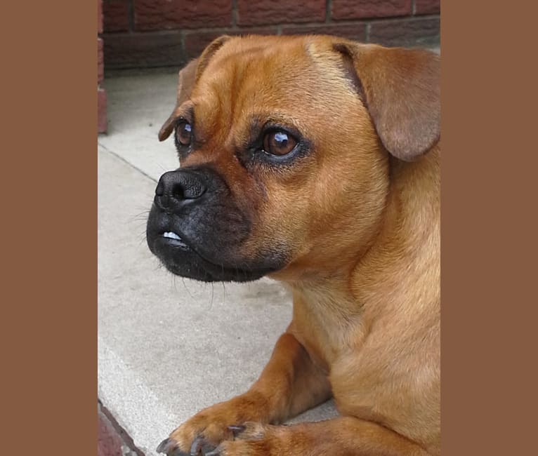 Oliver, a Pekingese and American Pit Bull Terrier mix tested with EmbarkVet.com