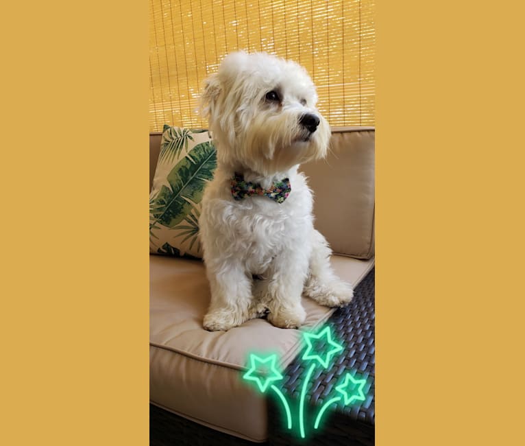 Photo of Benji, a Poodle (Small), Bichon Frise, and Chihuahua mix in California, USA