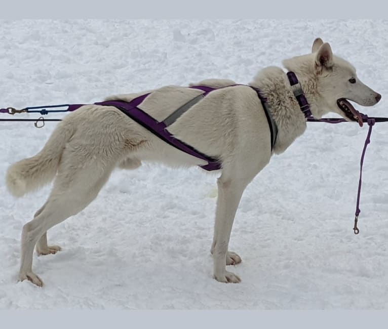 Bolt, a Siberian Husky and Alaskan-type Husky mix tested with EmbarkVet.com