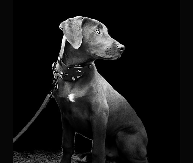 Hayden, a Doberman Pinscher and American Pit Bull Terrier mix tested with EmbarkVet.com