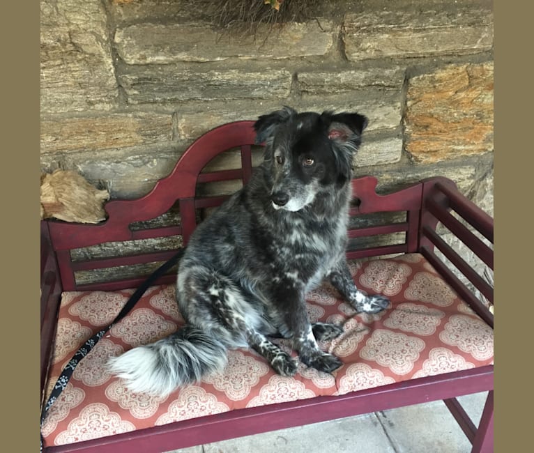 Boomer, an Australian Cattle Dog and Cocker Spaniel mix tested with EmbarkVet.com