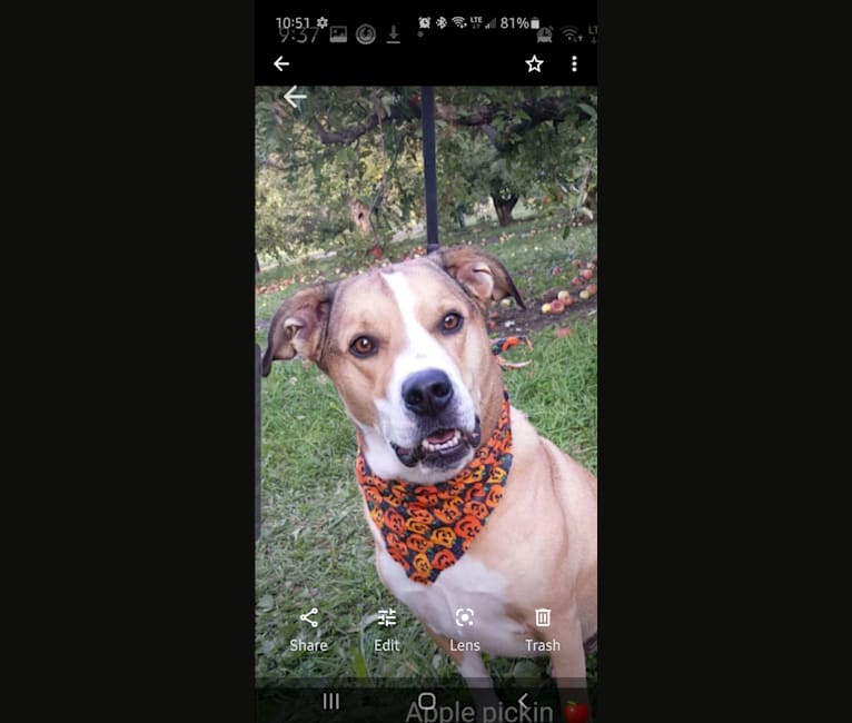Photo of Chopper, a Bulldog, Border Collie, Australian Cattle Dog, Boxer, and Rat Terrier mix in Tennessee, USA