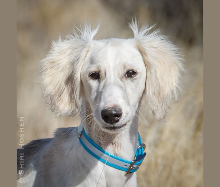 Silver, a Saluki tested with EmbarkVet.com