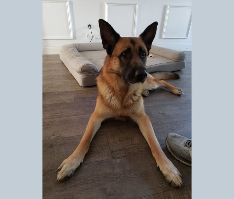 Jacob, a German Shepherd Dog tested with EmbarkVet.com