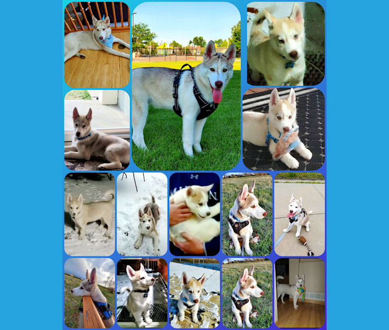 Kody Chasky, a Siberian Husky and American Pit Bull Terrier mix tested with EmbarkVet.com