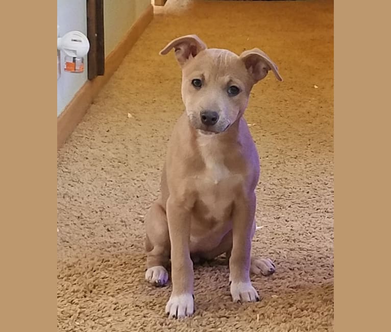Embark Dog Dna Test Breed