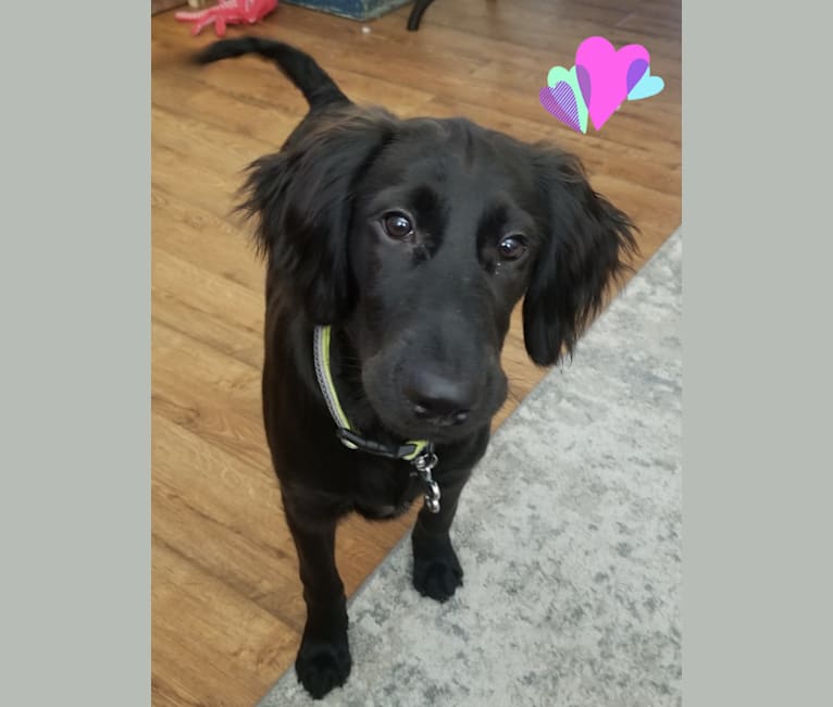 German shepherd irish setter mix puppies for sale sale