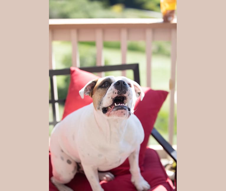 Kobe, a Bulldog and American Pit Bull Terrier mix tested with EmbarkVet.com