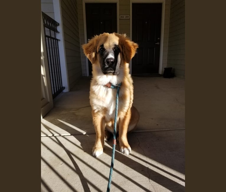 Nugget, a Boxer and Chow Chow mix tested with EmbarkVet.com