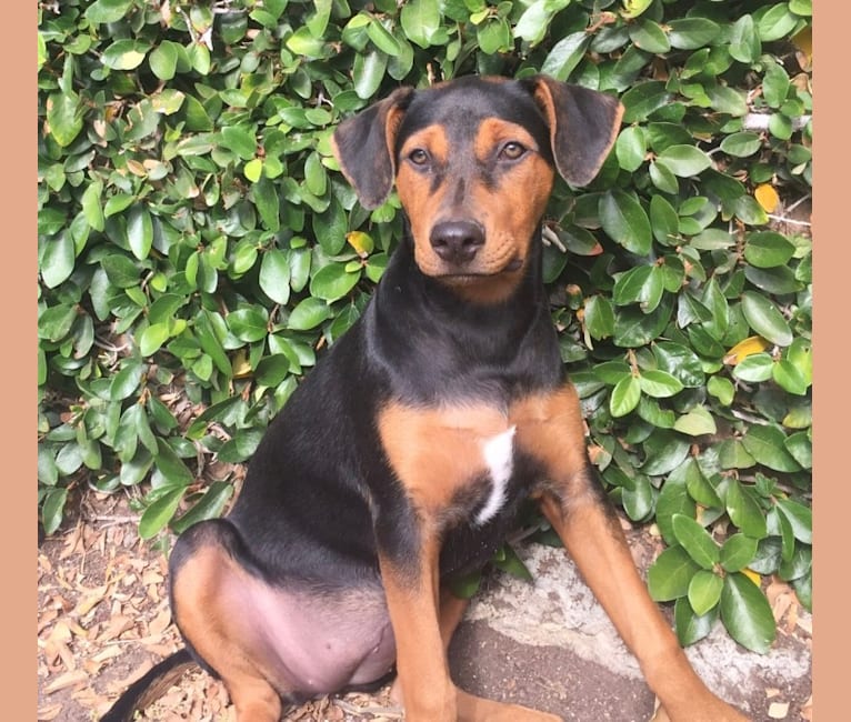 Lily, a Rottweiler and American Pit Bull Terrier mix tested with EmbarkVet.com