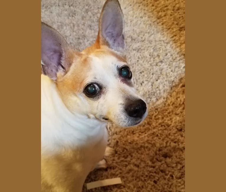 Bobby, a Rat Terrier tested with EmbarkVet.com
