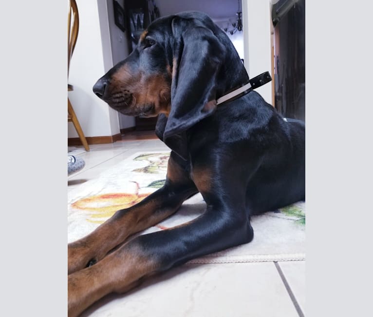 Bruiser, a Black and Tan Coonhound tested with EmbarkVet.com