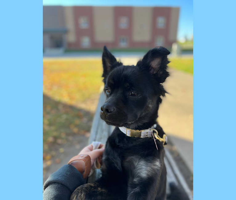 Embark Dog DNA Test Breed