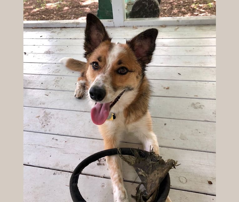 Maisie, a Border Collie and Australian Cattle Dog mix tested with EmbarkVet.com