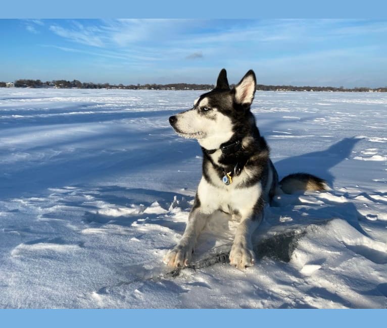 Photo of Avatar’s Polar Legend “Naga”, a Siberian Husky, Labrador Retriever, and Alaskan Malamute mix in Minnesota, USA