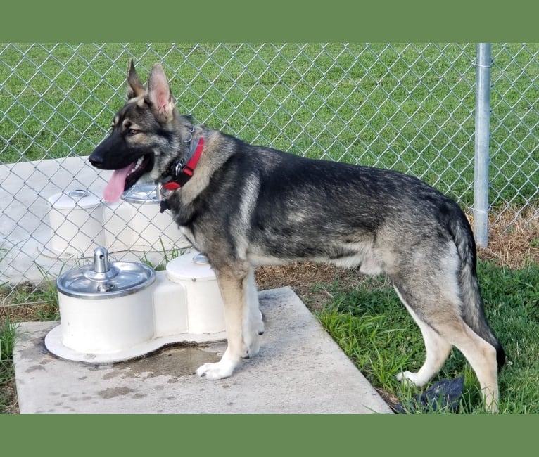 Tundra shepherd dog online