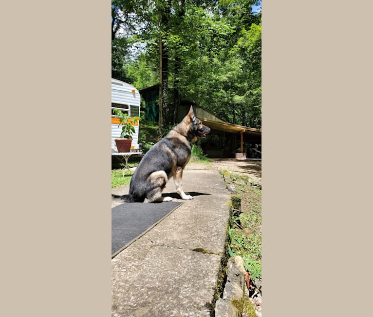 Photo of Tundra, a German Shepherd Dog mix in Tennessee, USA
