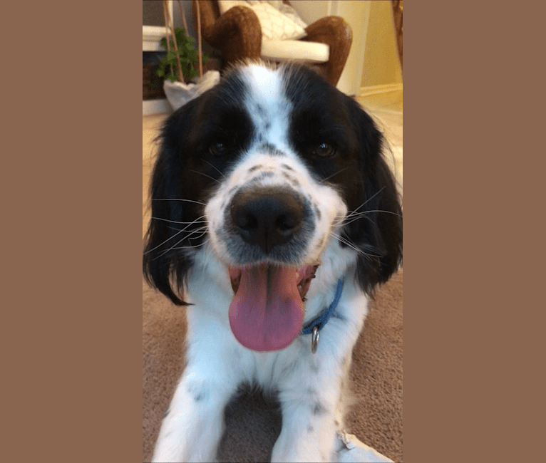 Pyrenees spaniel mix hotsell