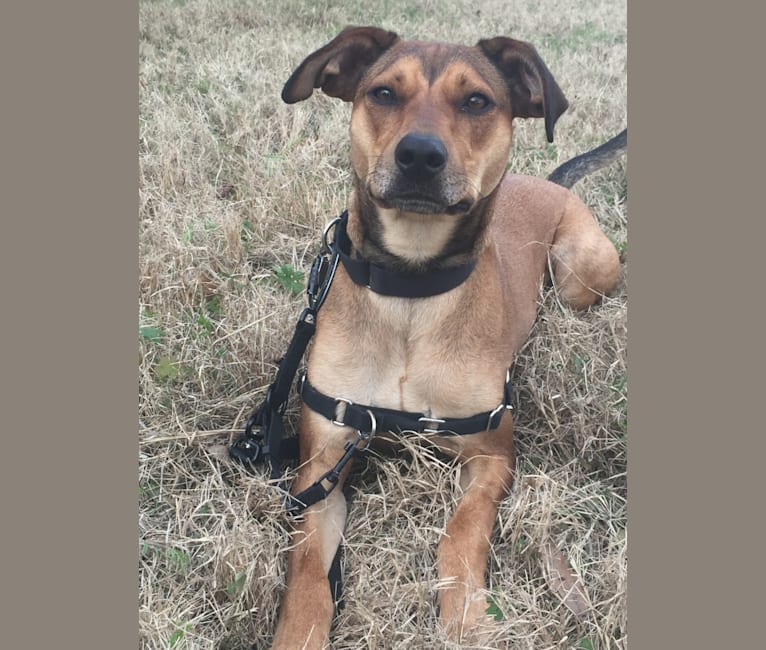 Photo of Ellie Mae, an American Pit Bull Terrier, Doberman Pinscher, and Chihuahua mix in Katy, Texas, USA