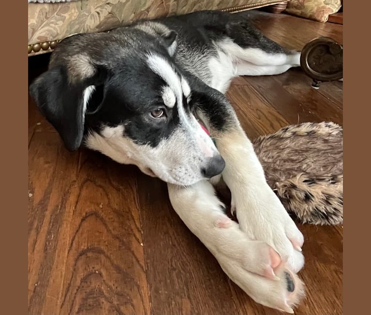 Hotch, a German Shepherd Dog and Australian Cattle Dog mix tested with EmbarkVet.com