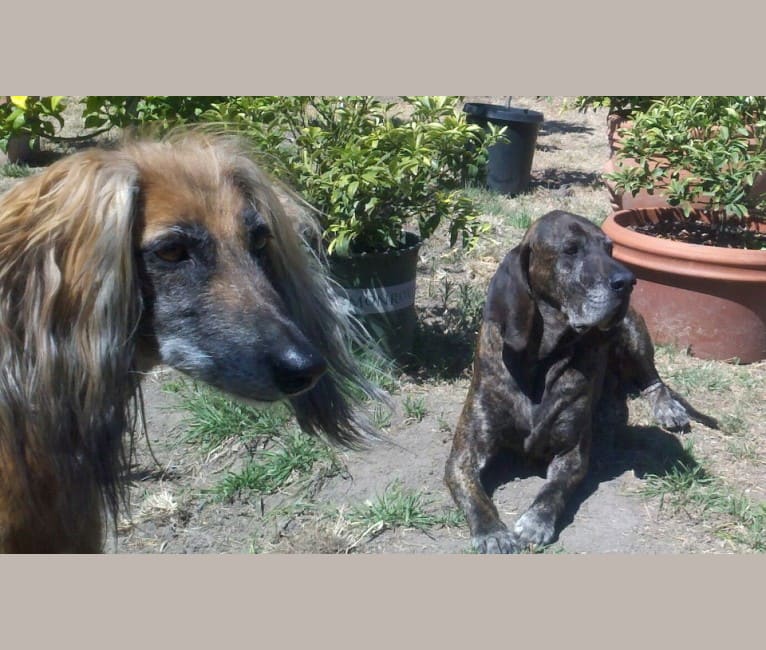 Photo of Vuri, an Afghan Hound  in Netherlands