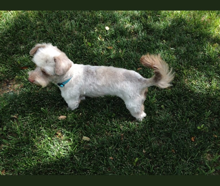 Photo of Max, a Chihuahua and Poodle (Small) mix in Cedar Creek, Texas, USA