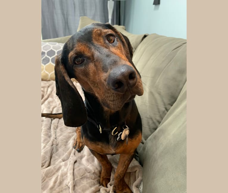 Embark Dog DNA Test Breed