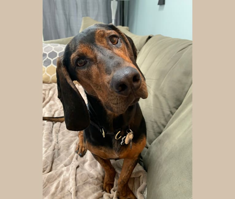 Izzie, a Basset Hound and Bluetick Coonhound mix tested with EmbarkVet.com