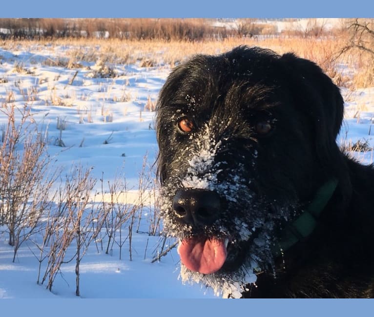 Wirehaired pointer cross labrador sales