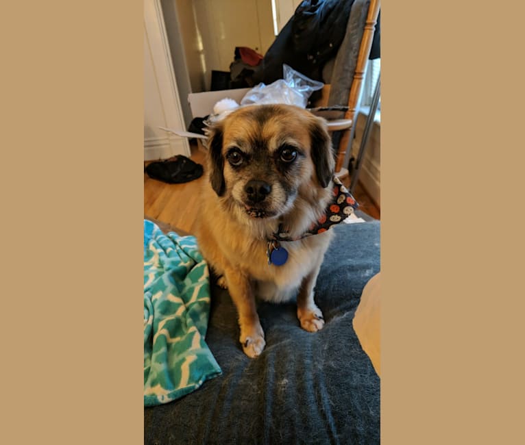 Photo of Gunther, a Pug, Beagle, and Chihuahua mix in Champaign, Illinois, USA