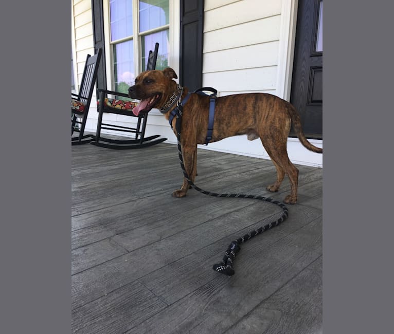Kodak, an American Pit Bull Terrier tested with EmbarkVet.com