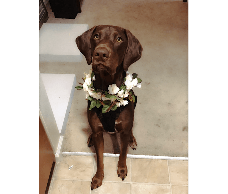 German shorthaired pointer mixed with chocolate lab 2025