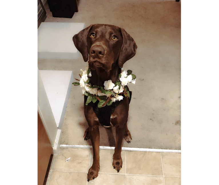 Hank, a German Shorthaired Pointer and Labrador Retriever mix tested with EmbarkVet.com