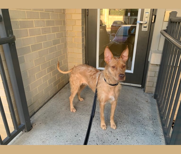 Embark Dog DNA Test Breed