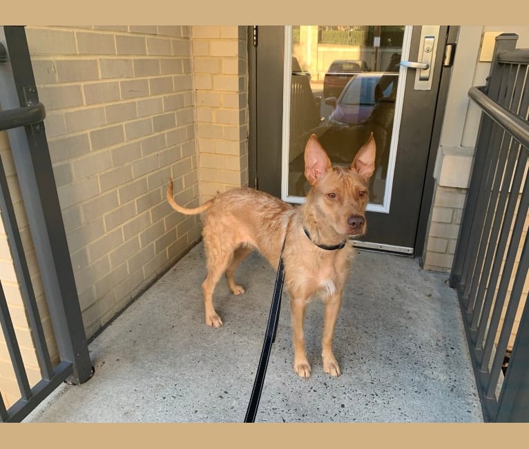 Harley, an American Pit Bull Terrier and Pharaoh Hound mix tested with EmbarkVet.com