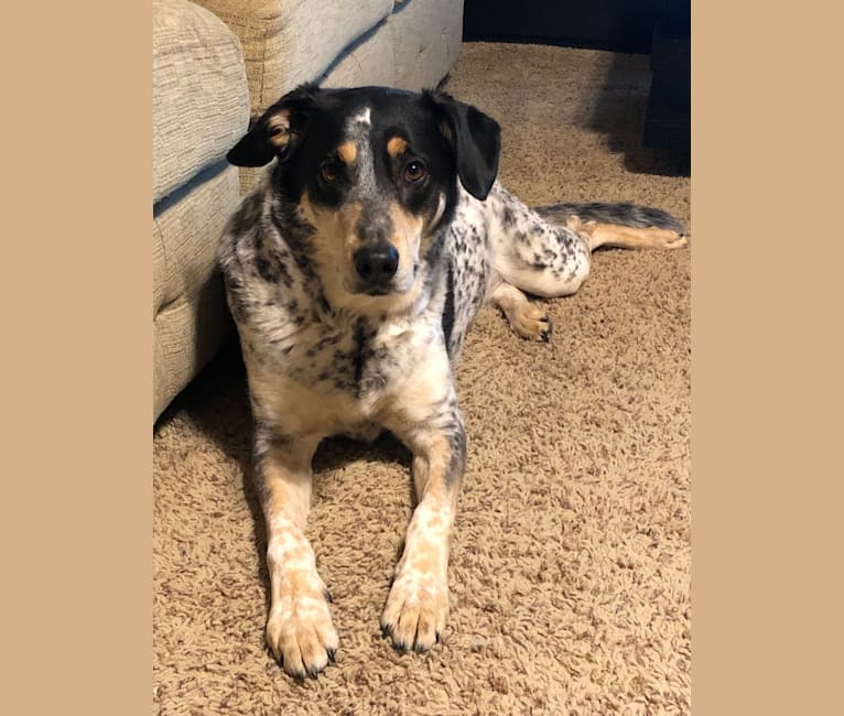 Catahoula blue heeler mix hot sale temperament