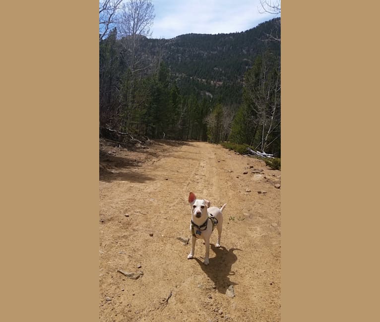 Mambo, a Chihuahua and Miniature Schnauzer mix tested with EmbarkVet.com