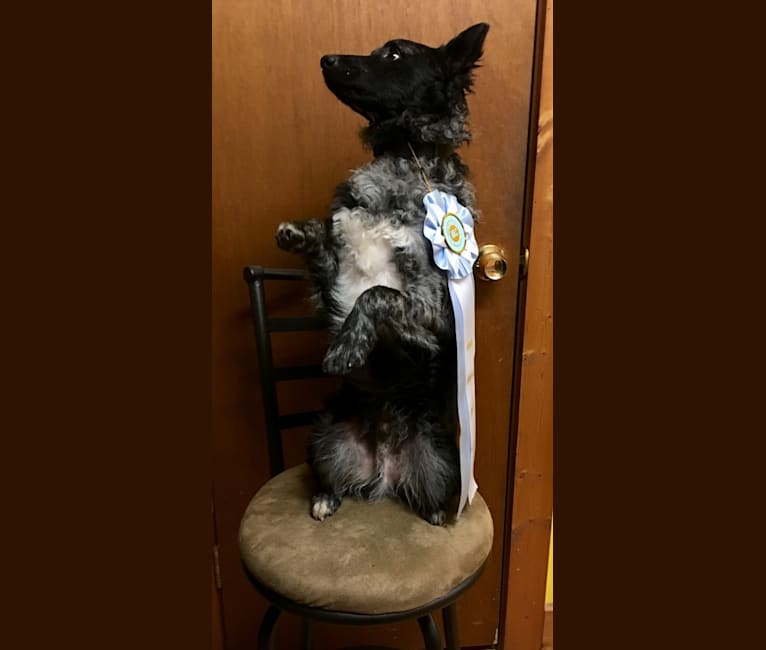 Embark Dog Dna Test Breed