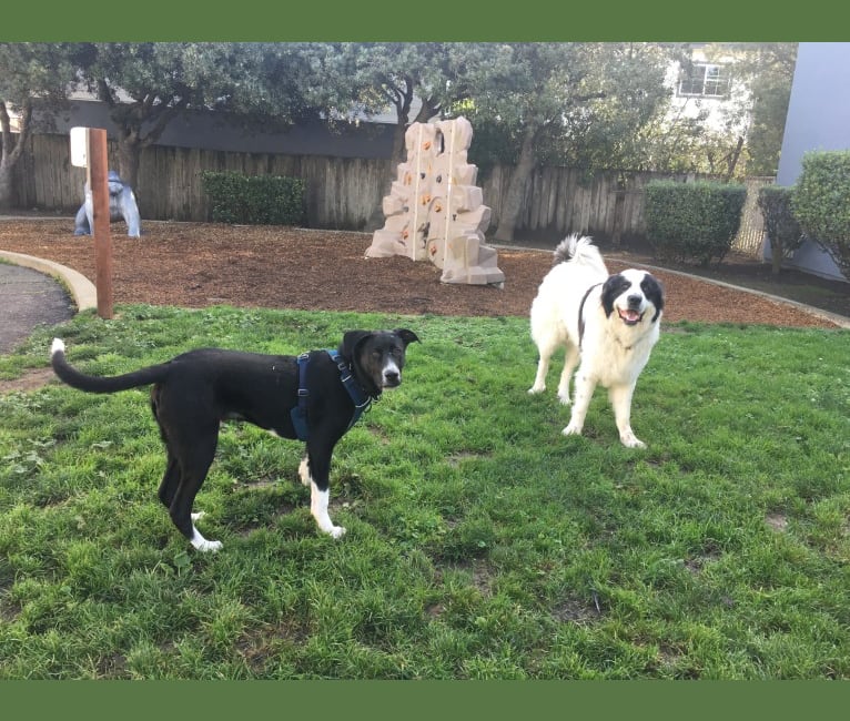 Photo of Goose, a German Shepherd Dog, American Pit Bull Terrier, Australian Shepherd, and Mixed mix in Bakersfield, California, USA