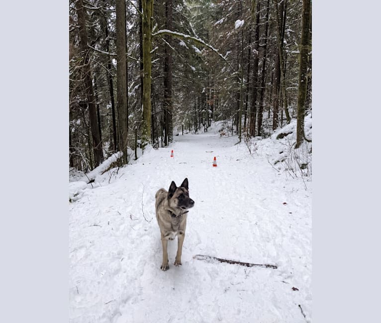 Jasper, a German Shepherd Dog and Akita mix tested with EmbarkVet.com