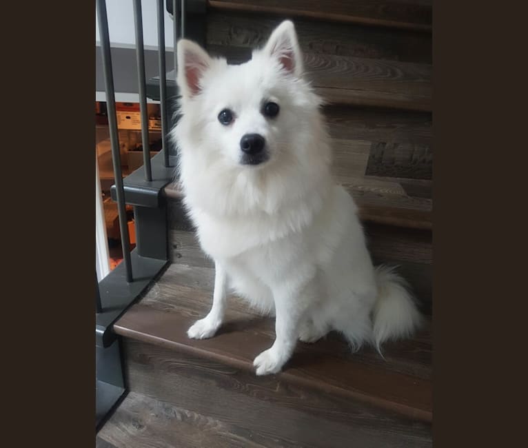 Loki, a Pomeranian and American Eskimo Dog mix tested with EmbarkVet.com