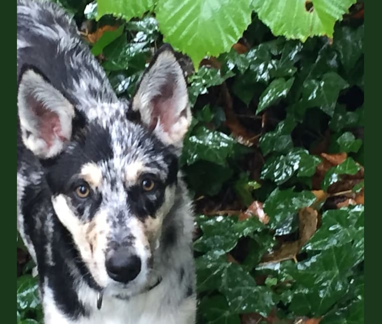 KAYDA, a Border Collie and Alaskan Malamute mix tested with EmbarkVet.com