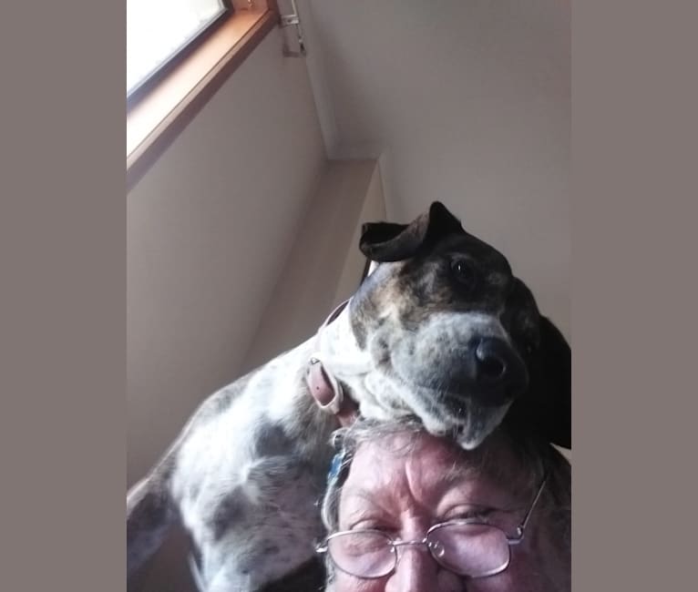 embark dog dna test breed