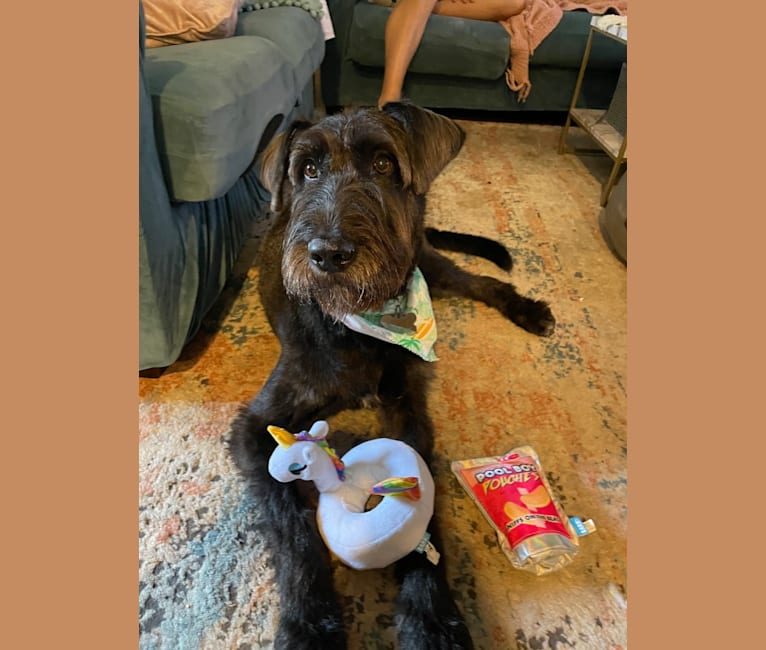 Airedale german shepherd mix shop