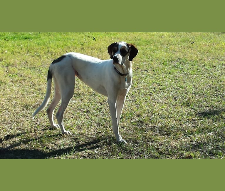 Dixie, a Coonhound and Great Pyrenees mix tested with EmbarkVet.com