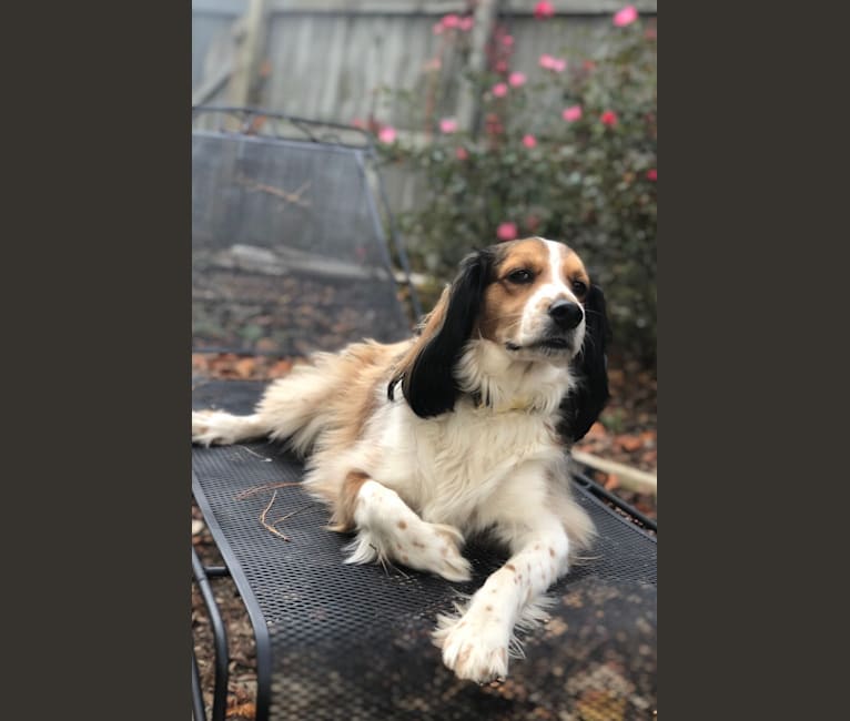 Photo of George, a Cocker Spaniel and Shetland Sheepdog mix in Milledgeville, Georgia, USA